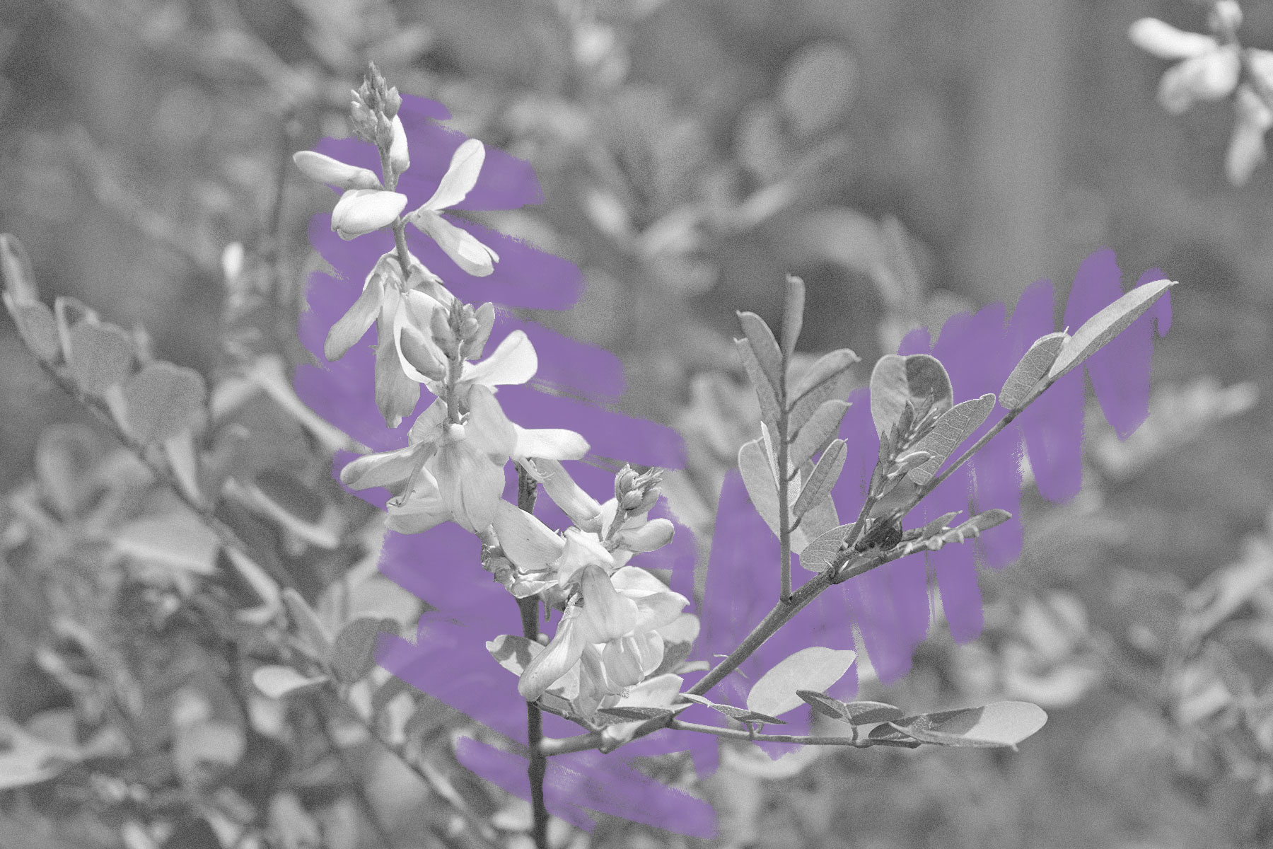Indigofera flower bloom
