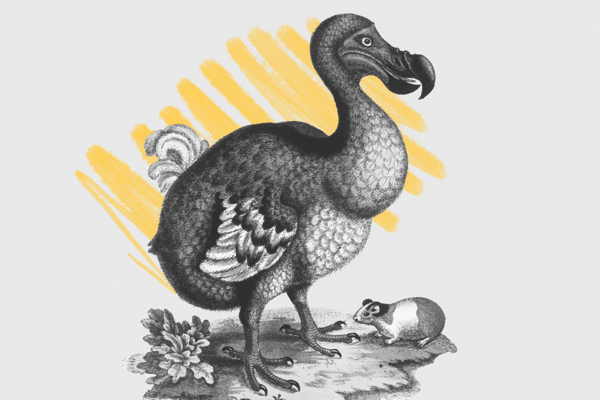 Dodo bird from G. Edwards "A Natural History of Uncommon Birds"