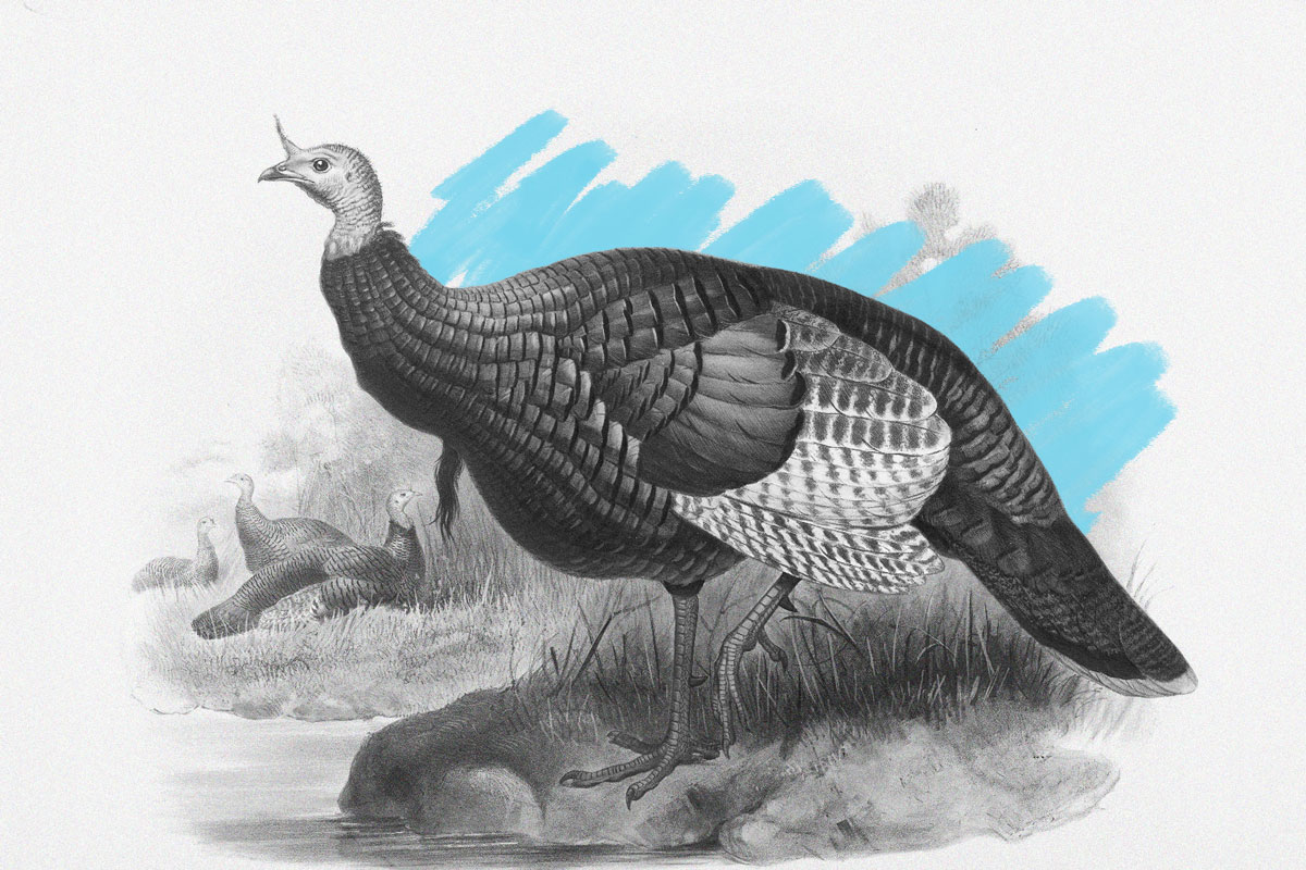 Wild turkey, 19th century