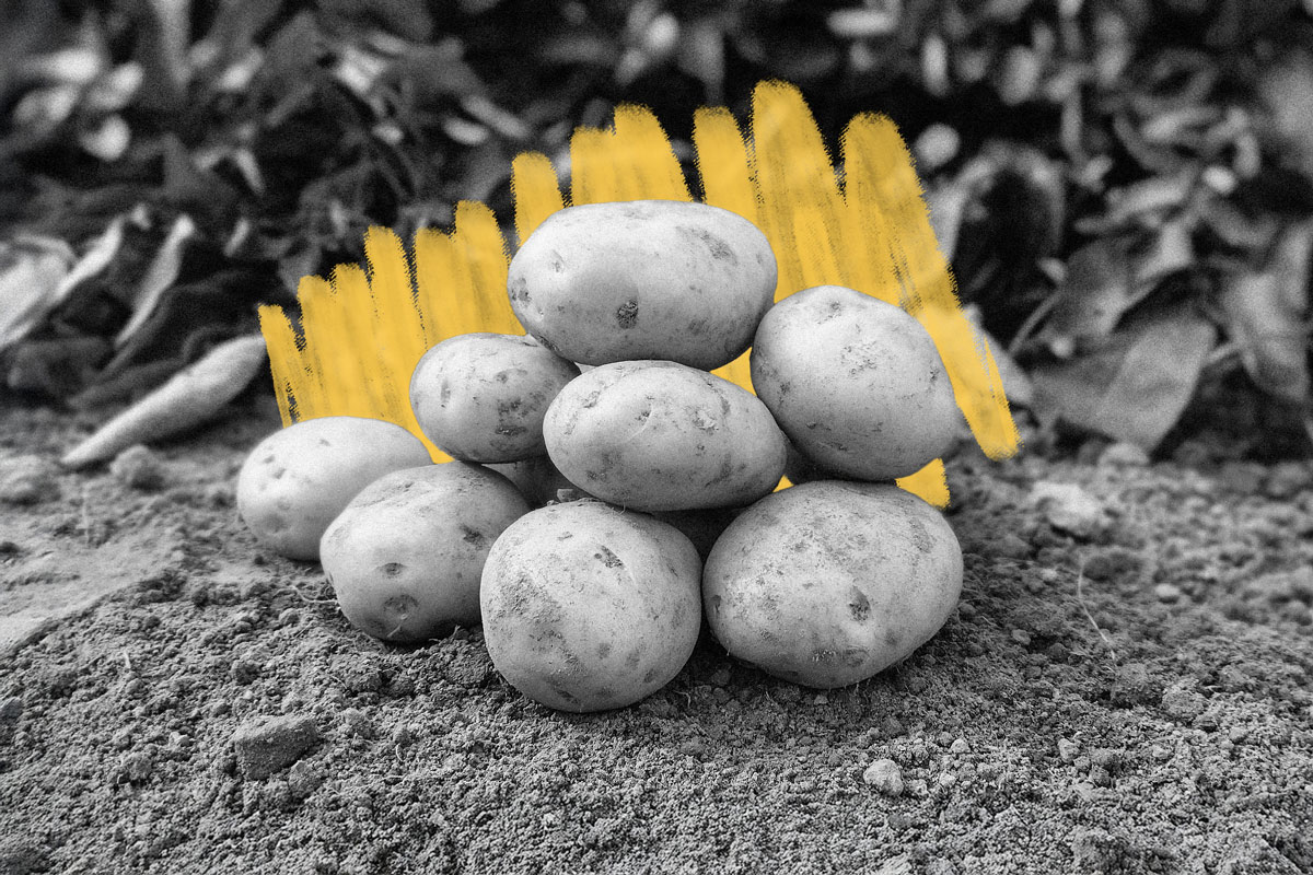 Potatoes on the ground
